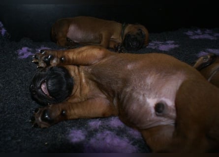 wunderschöne Rhodesian Ridgeback Welpen ! ! ! absolut vitale und einwandfreie kleine Engel