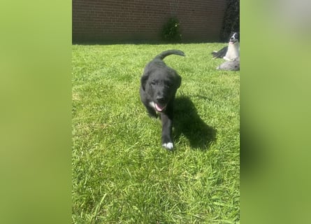 Süße Border Collie -Mudi mix Welpen
