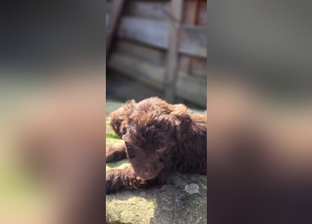 11 putzmuntere Aussiedoodles