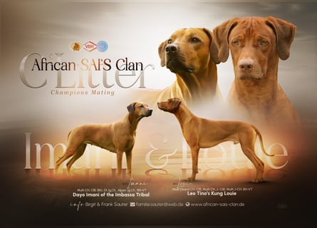 African SAI‘S Clan C Wurf