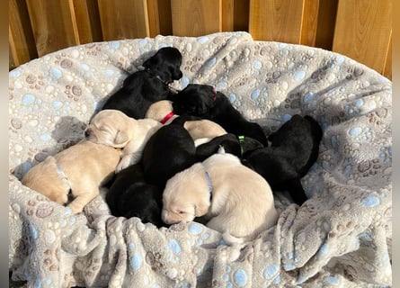 Wunderschöner Golden Retriever - Labrador Mix Welpe