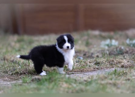 Australian Shepherd Welpen mit ASCA Papieren