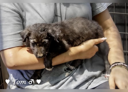 Teddy und seine Geschwister suchen ab September ein Zuhause