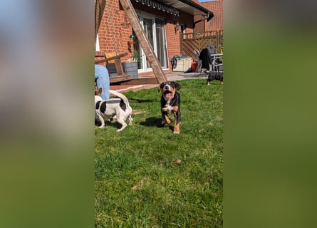 Große-Schweizer-Sennenhund-Welpen