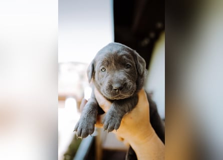 Labradorwelpen