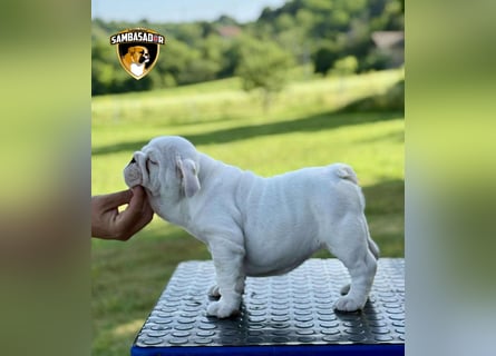 Englischen Bulldogge
