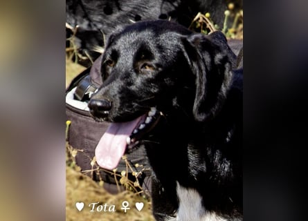 Drei wunderschöne Familienhunde suchen ein Zuhause