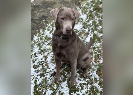 Wunderschöner silberner Labrador - 1.5 Jahre alt 