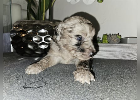 Aussiedoodle mit Ahnentafel