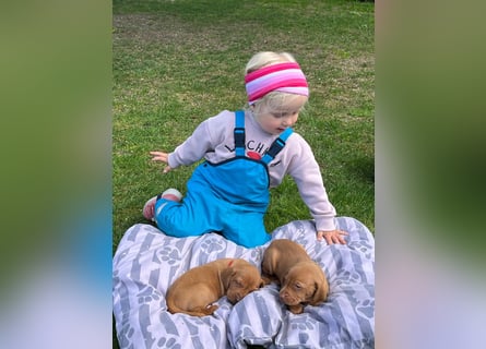 Mayar Vizsla Welpen