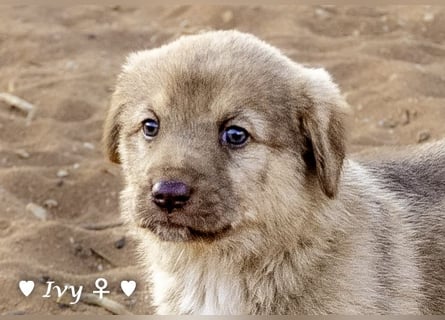 Ivy (angefragt) und Clyde suchen ein Zuhause