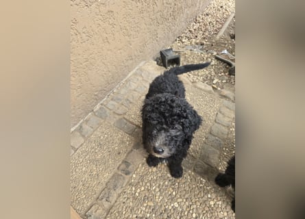 Goldendoodle F2b