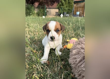 Jack Russel Terrier Welpen mit Stammbaum