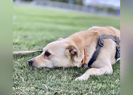 Olandesina: verschmuster Anfängerhund