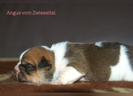 Continental Bulldogs vom Zwieseltal