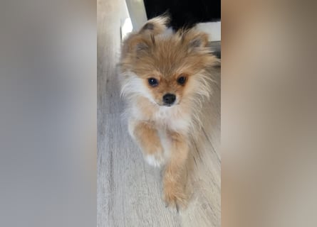 Zwergspitz Pomeranian