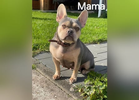 Französische Bulldoggen Welpen mit AT und Nase
