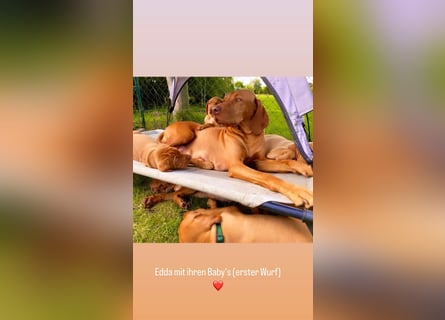 Magyar Vizsla Wurfankündigung