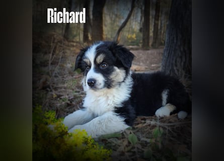 Bezaubernde Australian Shepherd Welpen