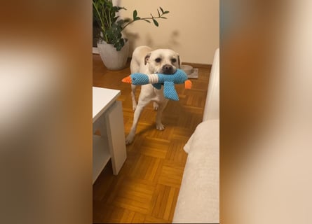 Argus – ein ganz lieber Kerl