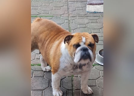 Englische Bulldogge