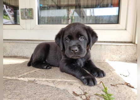 Edle Labrador Welpen mit Ahnentafel, Nachkommen von Champions