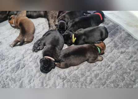 Cane Corso Boerboel
