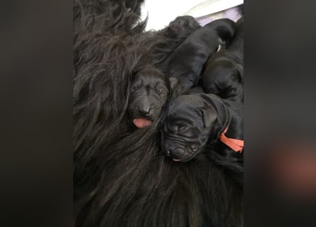 Riesenschnauzer Schwarz