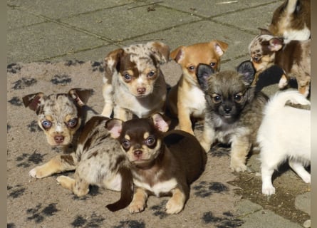 Liebe Chihushuawelpen in Kurz- und Langhaar