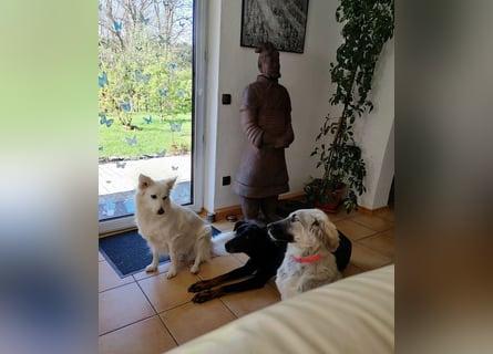 Alex, lieb, menschenbezogen, sehr sozial und katzenvertäglich