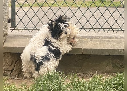 Wunderschöne Yorkipoo Welpen in Sonderlackierung