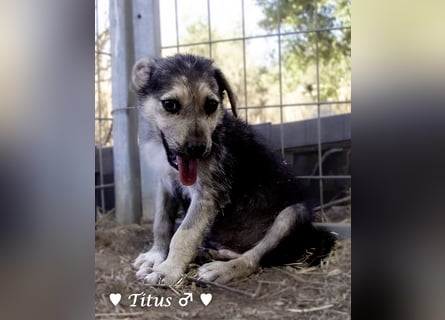Teddy und seine Geschwister suchen ab September ein Zuhause
