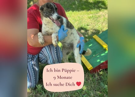 Püppie - 9 Monate - mittelgroß