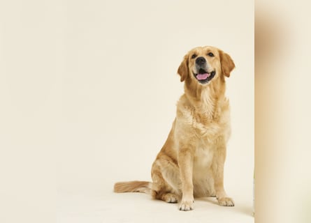 Golden Retriever Welpen VDH/GRC