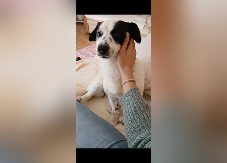 Josie sucht Herzensmensch fürs Leben