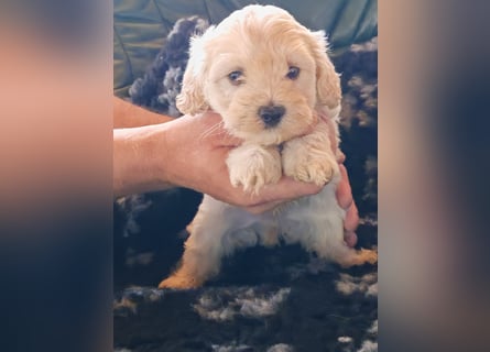 Wunderschöne Maltipoo Welpen