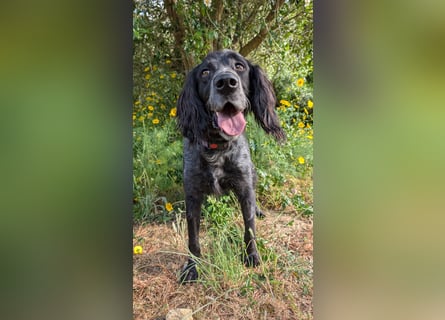 Jordan,kinderlieber, verschmuster English-Setter-Mix