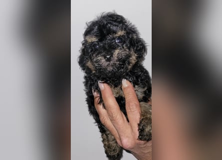 ZWERGPUDEL / TOY 2 männlich braun tan 1 schwarzes Mädchen 1 black tan Mädchen