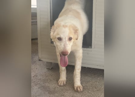 Milo: völlig überfordert im Tierheim