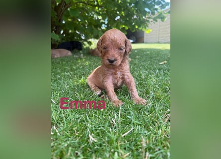 Aussiedoodle / Aussiepoo  F1b