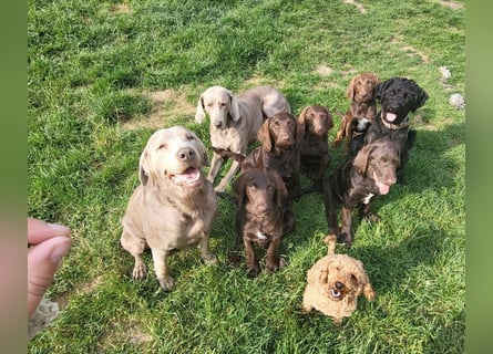Welpen Labradoodle F1 Braun Könispudel x Labrador