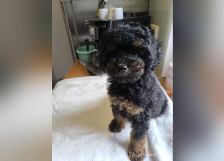 *Reinrassige*Toypudel*Toy-Pudel*sind bereit für neue Abenteuer*