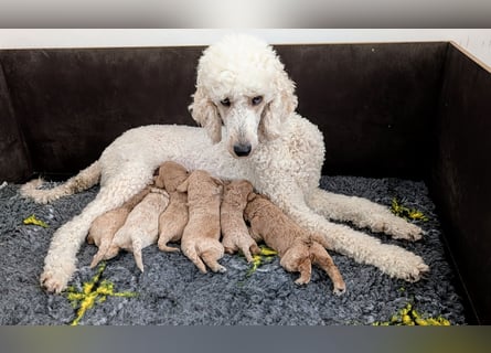 Goldendoodle medium mit Papieren und Ahnentafel