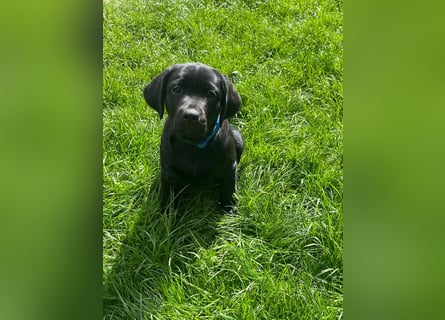 2 Labrador Retriever Weibchen Welpen mit Ahnenpass, Eltern HD, ED, PL, OCD, Augen und Genetisch frei
