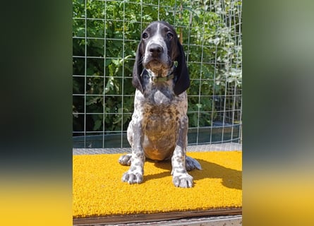 Braque d'Auvergne (Auvergne Vorstehhund) Welpe