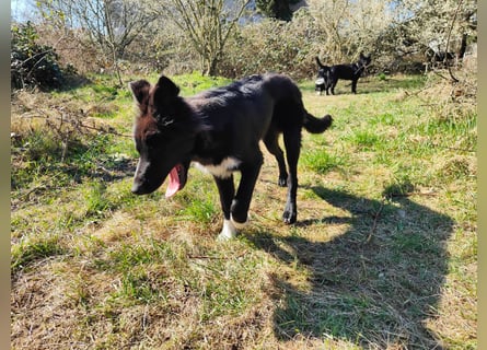 6 Monate alter Jung_ Shollie: Intelligent, Stubenrein, lernbegierig...