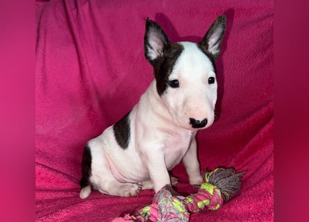 Miniatur Bullterrier Idefix