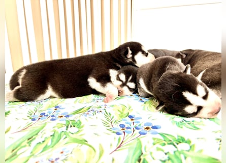 FCI Pedigree Blue Eyed Black & White Siberian Husky Champion Puppy