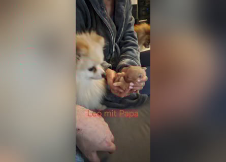 Pomeranian Spitz