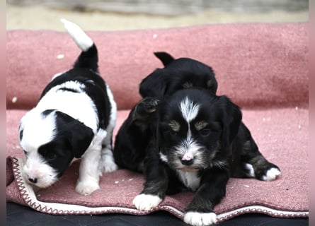 bezaubernde Tibet Terrier Welpen aus liebevoller Zucht dürfen Ende Juli ausziehen..